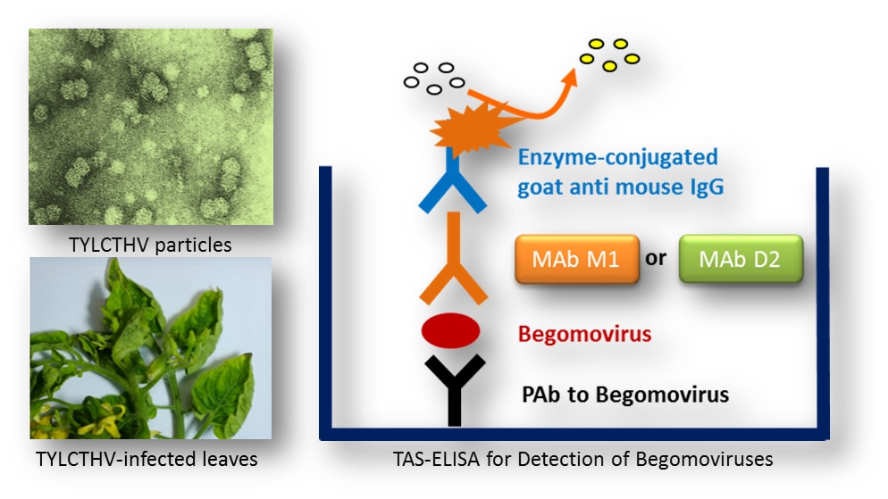 Development Of Triple Antibody Sandwich Enzyme-linked Immunosorbent ...