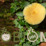 Discover the Power of Fungi with MYCOBIOMICS!