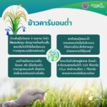 อว. โดย สวทช. อวดโฉม 4 นวัตกรรม ฝ่าวิกฤตพลังงาน มุ่งสู่ความเป็นกลางทางคาร์บอน | ไบโอเทค ชู "ข้าวคาร์บอนต่ำ" นวัตกรรมแก้เกมวิกฤตโลก