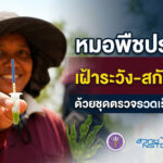 เฝ้าระวัง-สกัดโรคใบด่างมันสำปะหลัง ด้วยชุดตรวจเร็ว SLCMV