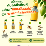 “กับดักชีวภัณฑ์” เปลี่ยนแมลงวันผลไม้เป็นซอมบีปราบพวกเดียวกัน